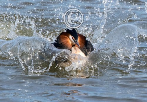  Great Crested Grebe DM1735